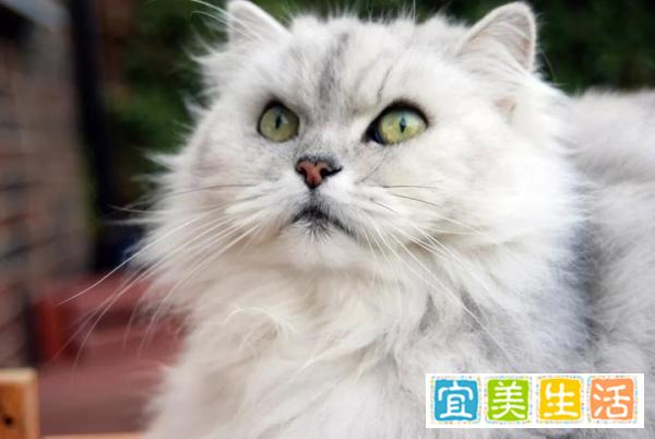 哪种猫容易有泪痕 哪种猫容易有泪痕