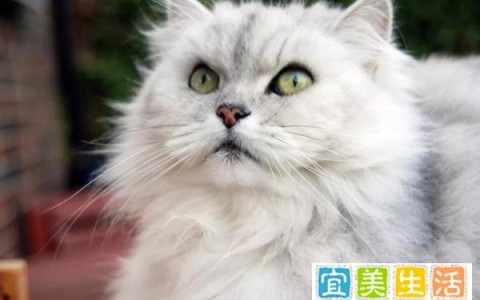 什么猫容易有泪痕(什么猫容易流泪)