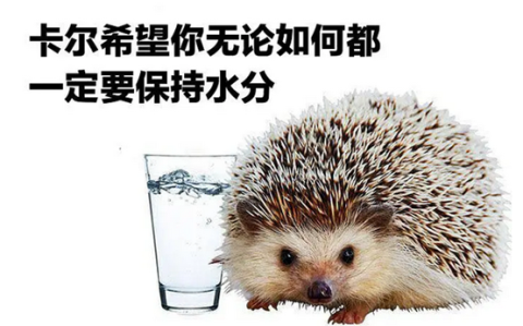 卡尔刺猬是什么梗_卡尔QWE